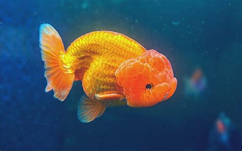 ranchu fish|Ranchu Goldfish Care 101: Everything You Should Know (FAQ) .